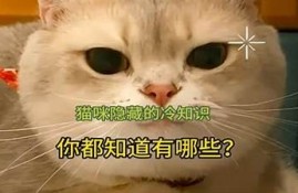 揭秘猫抖阴的趣味世界：猫咪如何玩转抖音短视频